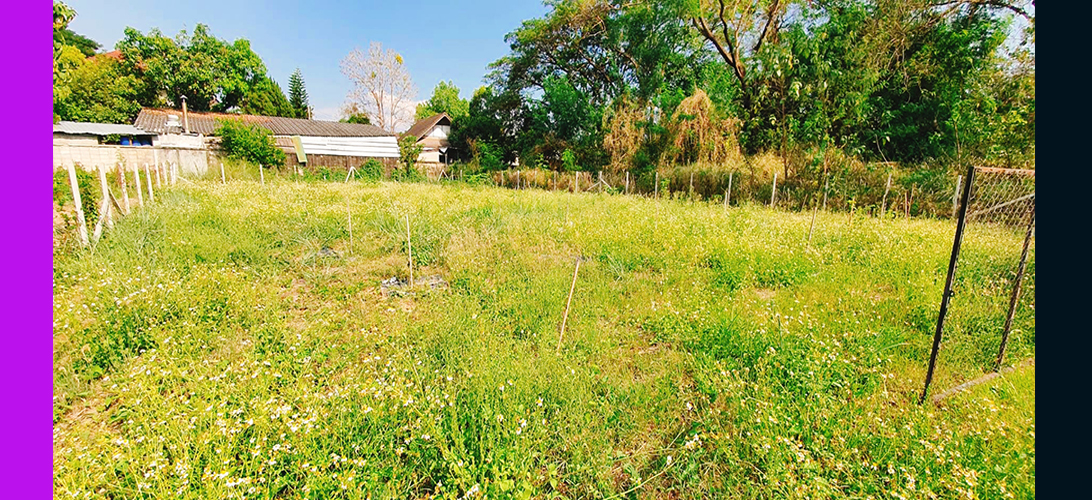 ขาย ประกาศ เหมาะสำหรับสร้างบ้านสร้างบ้านเช่า ติดซอยเข้าถึงง่าย อพาร์ตเมนต์หรือทำโฮมออฟฟิศ อยู่ในโซนที่มีความต้องการที่อยู่อาศัยสูง ที่ดินเชียงใหม่ยินดีรับนายหน้าป่าแดด